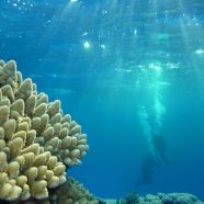 Parc Naturel de la Mer de Corail