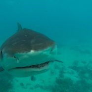 Requin tigre