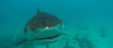 Requin tigre