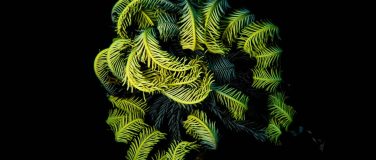 Biodiversité Nouvelle-Calédonie